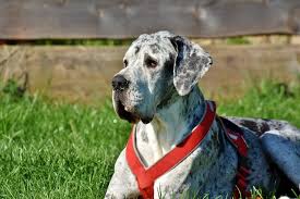 For many dog breeds, puppy food is commonly used to support the accelerated rate of growth that they experience as puppies. Best Dog Food For Great Danes Adult Puppy Seniors Complete Guide Collar And Harness Magazine