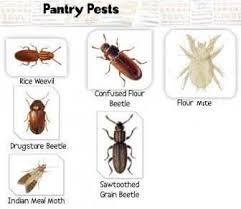 kitchen pantry bugs pest control costa