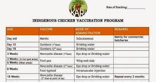 Kienyeji Chicken Vaccination Program Kienyeji Chicken Farming