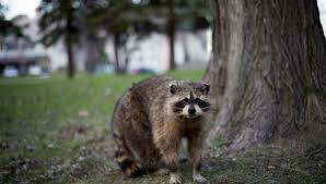 If the raccoons have taken up residence in an attic, garage or chimney, you will need to first determine how they got into that area. How To Get Rid Of Raccoons In The Yard Fast Yard Blogger