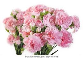 Pink flowers are a beautiful option for a variety of occasions — browse our collection of pink azalea flowers come in a vibrant pink shade that symbolizes femininity. Pink Carnation Flowers On White Background Canstock