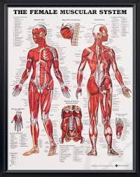The Female Muscular System Chart 20x26 Muscular System