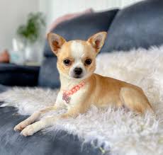 wildwood ranch chihuahua and toy breeds