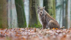 Learn about all the amazing animals in united kingdom. The Uk S Extinct Animals Woodland Trust