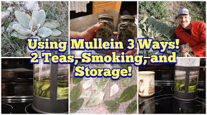 3 ways to use mullein fresh leaf tea