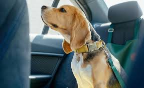 Top 10 Best Dog Seat Belts 2023