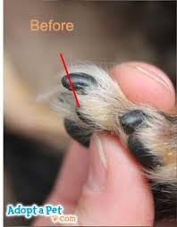 how to trim your dog s nails adopt a pet