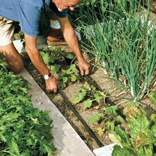 An Easy Approach To Diy Drip Irrigation