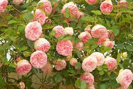 12 Types Of Roses Find The Best For