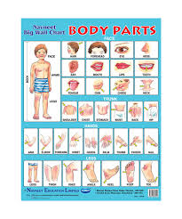 Buy Navneet Body Parts Big Wall Chart Online In India Kheliya Toys