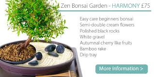 Zen Indoor Bonsai Tree