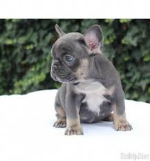 Ukpets found the following french bulldog for sale in the uk. French Bulldog Price 2 000 French Bulldog Puppies Cute French Bulldog Bulldog Puppies