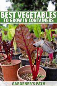 The Best 11 Vegetables To Grow In Pots