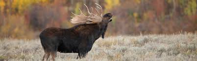 But over the past year, i've been getting more folks asking about diy moose hunting in alaska, pushing it ahead of mule deer hunting inquiries. Unguided Moose Hunts Alaska Moose Hunting Without A Guide In Anchorage Alaska