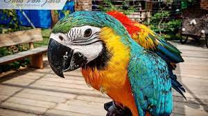 Mengenal Lebih Dekat Jenis Burung Paruh Bengkok di Taman Beta Aviary PVJ -  Halaman all - Tribun Travel
