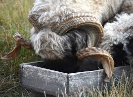 homemade goat feeders best 22 facts tips