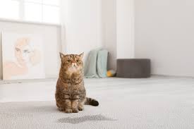 cat urine smell stains out of carpets