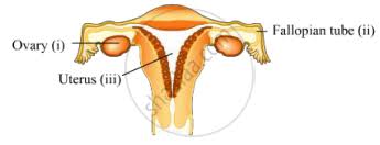 Is fertilization internal or external in amniotes? Draw A Diagram Of Human Female Reproductive System And Label The Part I That Produces Eggs Ii Where Fusion Of Egg And Sperm Take Place Iii Where Zygote Is Implanted Science