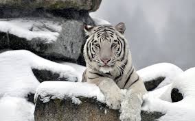 white tiger hd wallpaper white tiger hd
