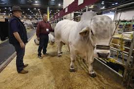 2014 cattle farmer of the year. The Brahman Connection Houstonchronicle Com