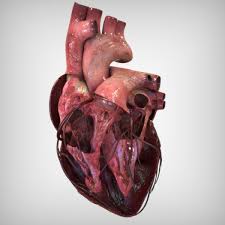 human heart anatomy 3d model 139