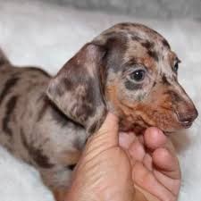 select dachshunds request information