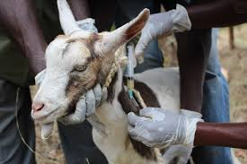 Vaccination Programme Schedule For Goat Sheep Cattle