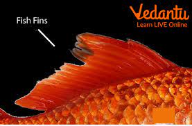 fish facts for kids learn important