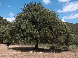 Leguminosae family) is widely cultivated in the the world annual production carob fruit is > 315000 tons, which is distributed among spain (42 %), italy (16. Carob Wikipedia