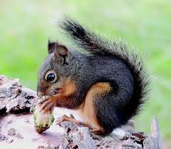 Tree Squirrels Identification And Management Pests In The