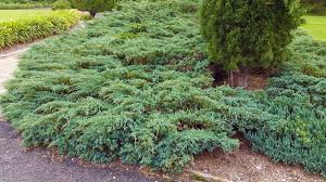 when to plant blue rug juniper