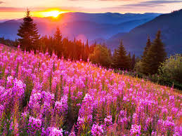 sunsets mountain mow lupine pink