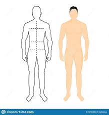 Man Anatomy Silhouette Size Human Body Full Measure Male