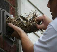 Vents Removal Of Bird Nesting