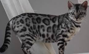 Where do i find a bengal cat for sale? Leopard Bengal Breeder With Kittens For Adoption Lap Leopard Bengals
