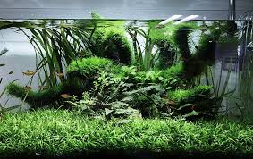 aquarium plants for beginners easy to