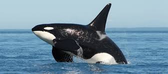 Resultado de imagem para fotos de orcas