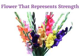Check spelling or type a new query. Flower That Represents Strength Flowersandflowerthings