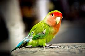 Social Complexity Gives Parrots Big Brains | Animal Cognition