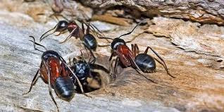 carpenter ants lajaunie s pest