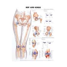Hip Knee Anatomical Chart