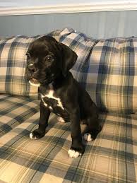 Born may eleventh we have eight boxer puppies, four females and four males. Boxer Puppies For Sale Beverly Hills Ca 220976