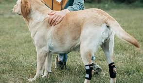 how to make a knee brace for my dog