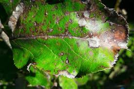 pear leaf spot pests diseases