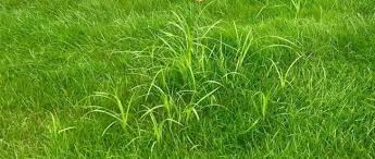Follow these instructions to keep brown patches from cropping up in your yard. Blog How Much Should I Water My Lawn In Calgary Spring Summer And Fall