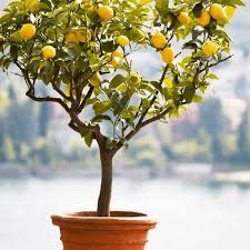 7 Perfect Patio Fruit Trees For Small