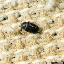 carpet beetles facts are they harmful