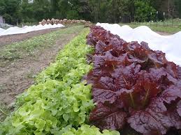 fast growing vegetables sustainable