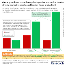 How does protein contribute to muscle growth? Strength And Conditioning Research A Series Of Studies Several Decades Ago Revealed Important Findings About The Ways In Which Muscle Growth Is Stimulated By Mechanical Tension One Group Of Studies Revealed