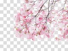 This is stock in png format and transparent. Cherry Blossom Tree Watercolor Painting Illustration Cherry Blossoms Transparent Backgrou Cherry Blossom Watercolor Blossoms Art Cherry Blossoms Illustration